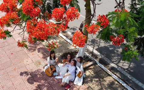 Nhớ màu hoa phượng