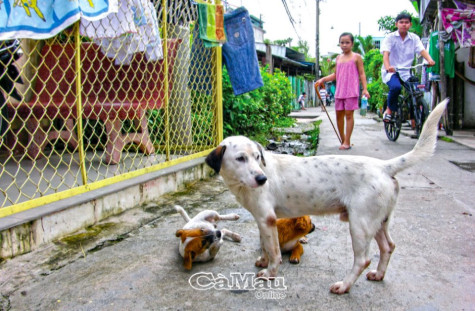 Lo sợ chó thả rông