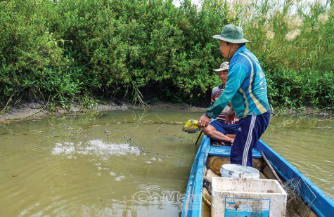 Thuốc cá chẽm