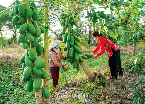 Lộc biếc đầu mùa