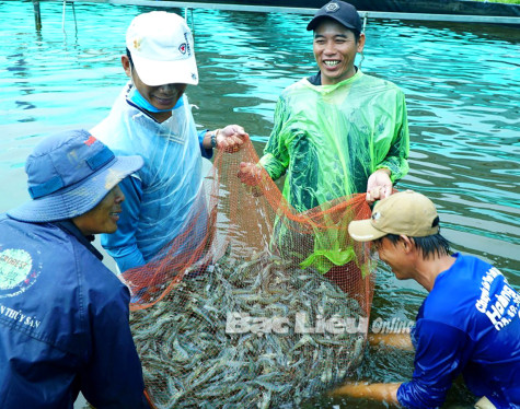 Có 23 công ty, đơn vị và 650 hộ nuôi tôm ứng dụng công nghệ cao