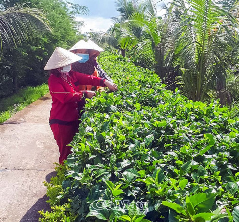 Tích cực tham gia công tác phong trào