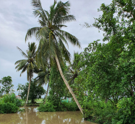 Miền hạ tuổi thơ