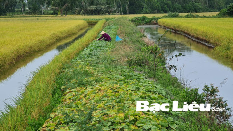 Mô hình lúa - tôm kết hợp trồng màu trên bờ vuông: Hiệu quả cao và bền vững