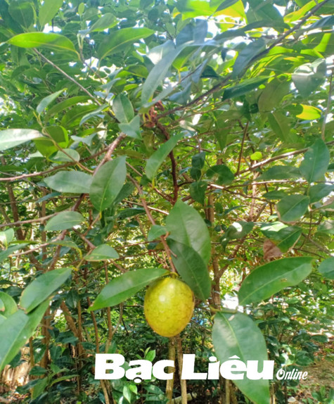 VƯỜN NHÀ NGOẠI