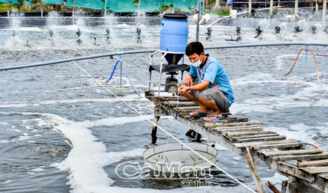 Bình tĩnh, chủ động trong sản xuất