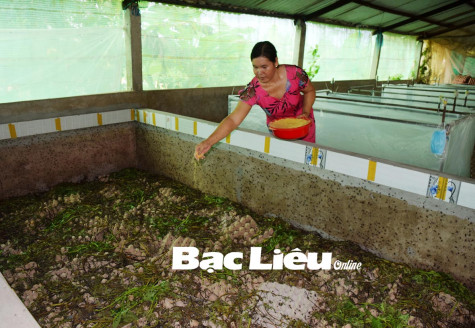 Chị Phạm Thị Hạnh: Có thu nhập ổn định từ​ mô hình nuôi dế