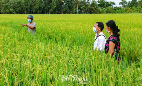 Chủ động phòng trừ rầy nâu hại lúa