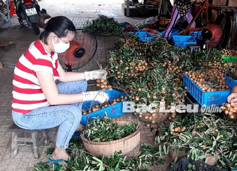 Hội LHPN TP. Bạc Liêu: Kết nối tiêu thụ trên 5 tấn nhãn xuồng cho các nhà vườn 2 xã Hiệp Thành và Vĩnh Trạch Đông