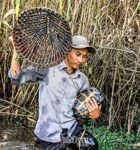 Đặt lọp rừng U Minh