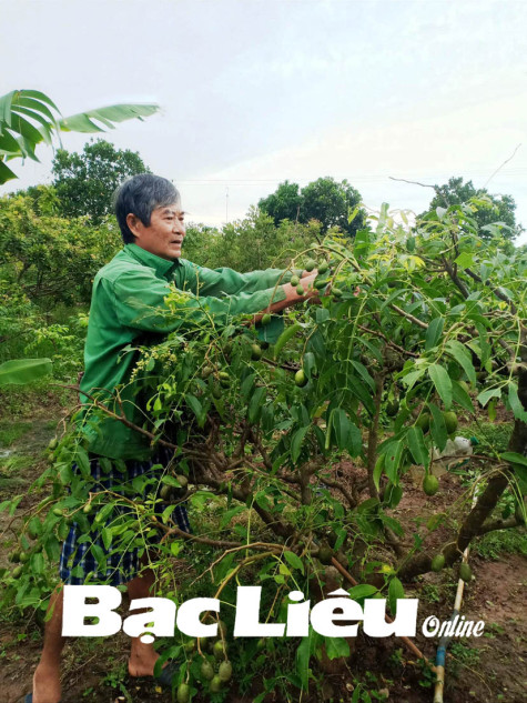 Ông Nguyễn Văn Hùng: “Làm chơi ăn thiệt” từ mô hình trồng cóc Thái