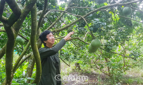 Nông dân thích ứng khó khăn