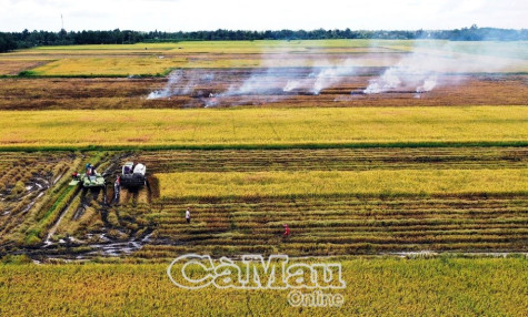 Vùng ngọt hóa Trần Văn Thời vào vụ thu hoạch lúa hè thu