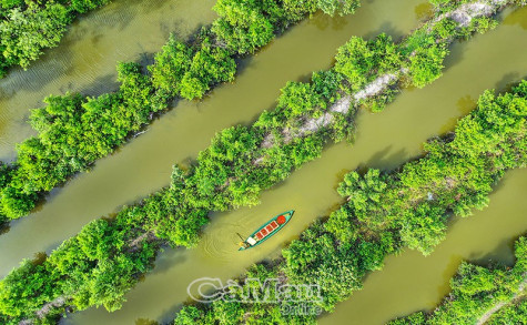 Trồng thanh long trên đất mặn