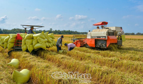 Yêu cầu các ngân hàng hỗ trợ doanh nghiệp thu mua, tạm trữ lúa, gạo