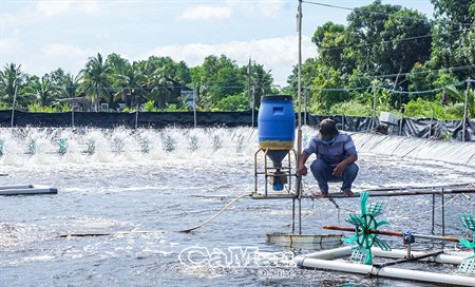 Người nuôi tôm lo vì giá