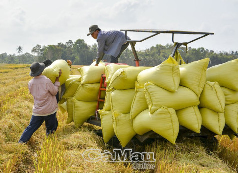 Xây dựng cổng thông tin cập nhật tình hình sản xuất, tiêu thụ cho ĐBSCL