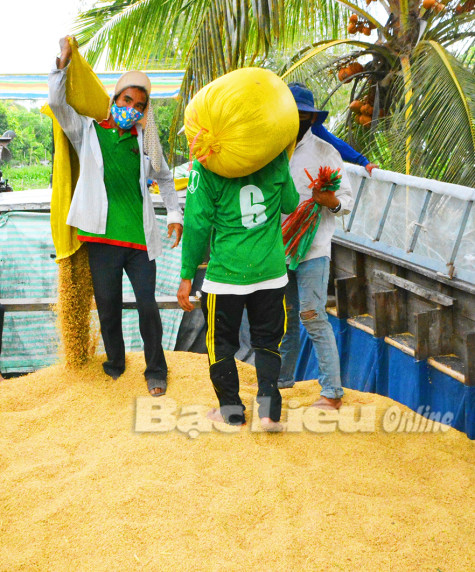 Huyện Phước Long huy động hơn 80 ghe thu mua, vận chuyển lúa cho nông dân