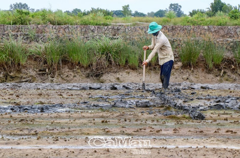 Vào vụ lúa – tôm