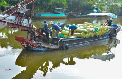 &#39;Luồng xanh&#39; đường thủy luôn sẵn sàng lưu thông lúa, gạo