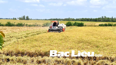 Chủ động điều chuyển máy gặt đập: Đảm bảo tiến độ thu hoạch lúa hè thu cho nông dân