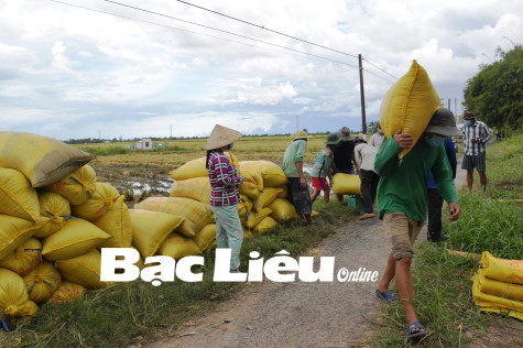 Tạo điều kiện cho thương lái, doanh nghiệp vào tỉnh tiêu thụ lúa hè thu