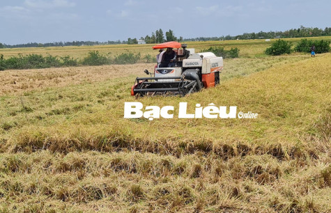 Các hợp tác xã nông nghiệp: Hỗ trợ nông dân thu hoạch, tiêu thụ lúa