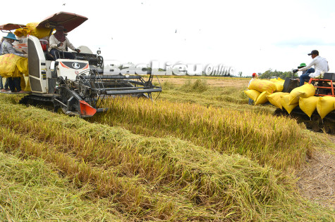 Hơn 230 máy cắt từ Hậu Giang, Sóc Trăng sang giúp Bạc Liêu thu hoạch lúa hè thu