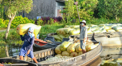 Mùa vàng còn lắm nỗi lo