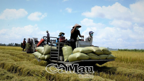 Vùng ĐBSCL đảm bảo yêu cầu an ninh lương lthực và xuất khẩu