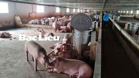 Giá thức ăn gia súc, gia cầm tăng cao: Ngành Chăn nuôi đối mặt với nguy cơ đứt gãy chuỗi sản xuất