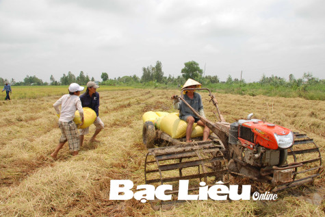 Cho phép sử dụng test nhanh COVID-19 đối với người vào địa bàn tỉnh hoạt động thu hoạch, vận chuyển và tiêu thụ lúa hè thu