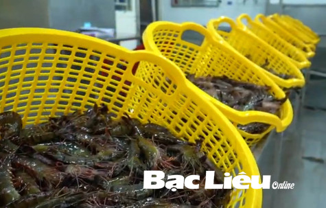 Tôm nguyên liệu bắt đầu tăng nhẹ ở các huyện thực hiện Chỉ thị 15