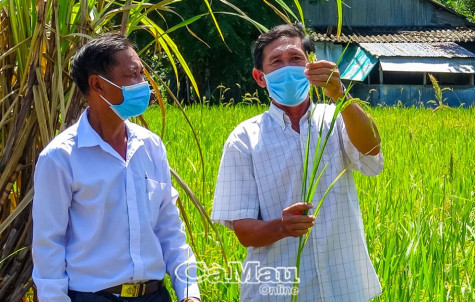 Trở lại Dớn Hàng Gòn