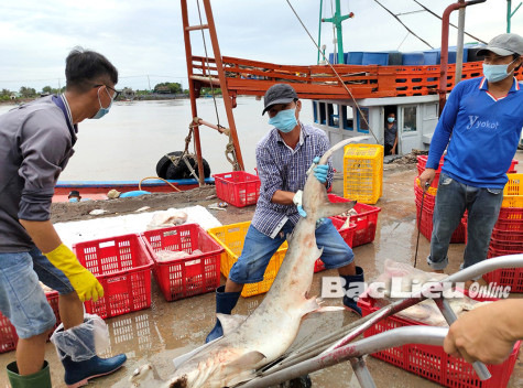 Huyện Đông Hải: Chủ động phòng dịch từ hướng biển