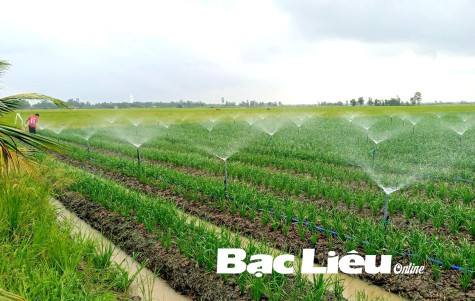 Ứng dụng công nghệ vào sản xuất nông nghiệp: Nâng cao giá trị nông sản