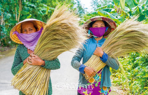 Mùa bông sậy