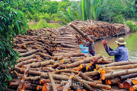 Cây lâm nghiệp "nghẽn" đầu ra