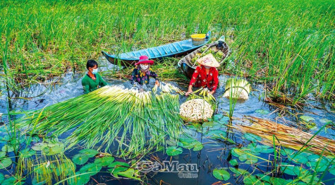 Về Khánh An thu hoạch bồn bồn