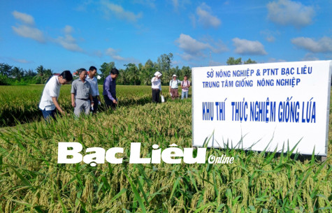 Xây dựng giống lúa mang thương hiệu Bạc Liêu