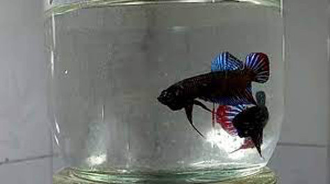 Chơi cá lia thia mùa mưa