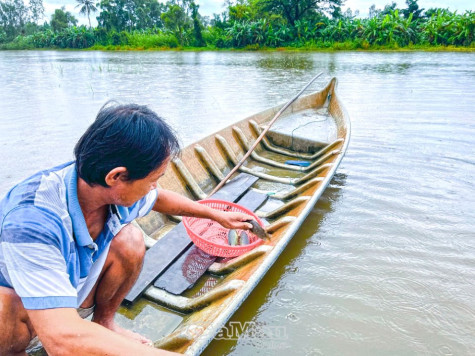 Giăng lưới rô đồng