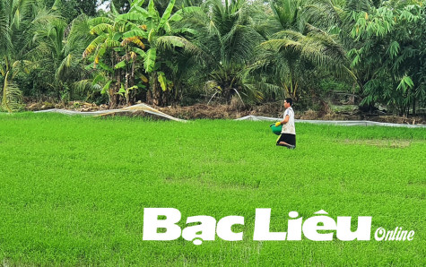 Chi phí đầu vào vụ lúa Thu đông liên tục tăng cao