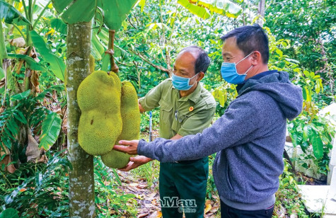 Khi rừng - tôm cùng sinh lợi