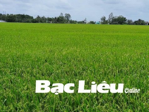 Gió đồng êm ả chiều quê