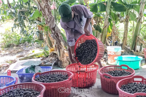 Nông dân linh hoạt trong sản xuất