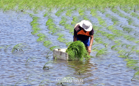 Xuống giống hơn 36 ngàn héc ta lúa - tôm