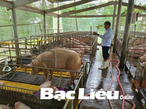 Giá heo hơi tăng trở lại: Người chăn nuôi thận trọng khi tái đàn