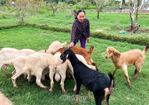 Dê Boer - Mô hình mới cho người chăn nuôi