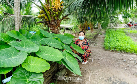 Nhân rộng “Vườn rau gia đình”